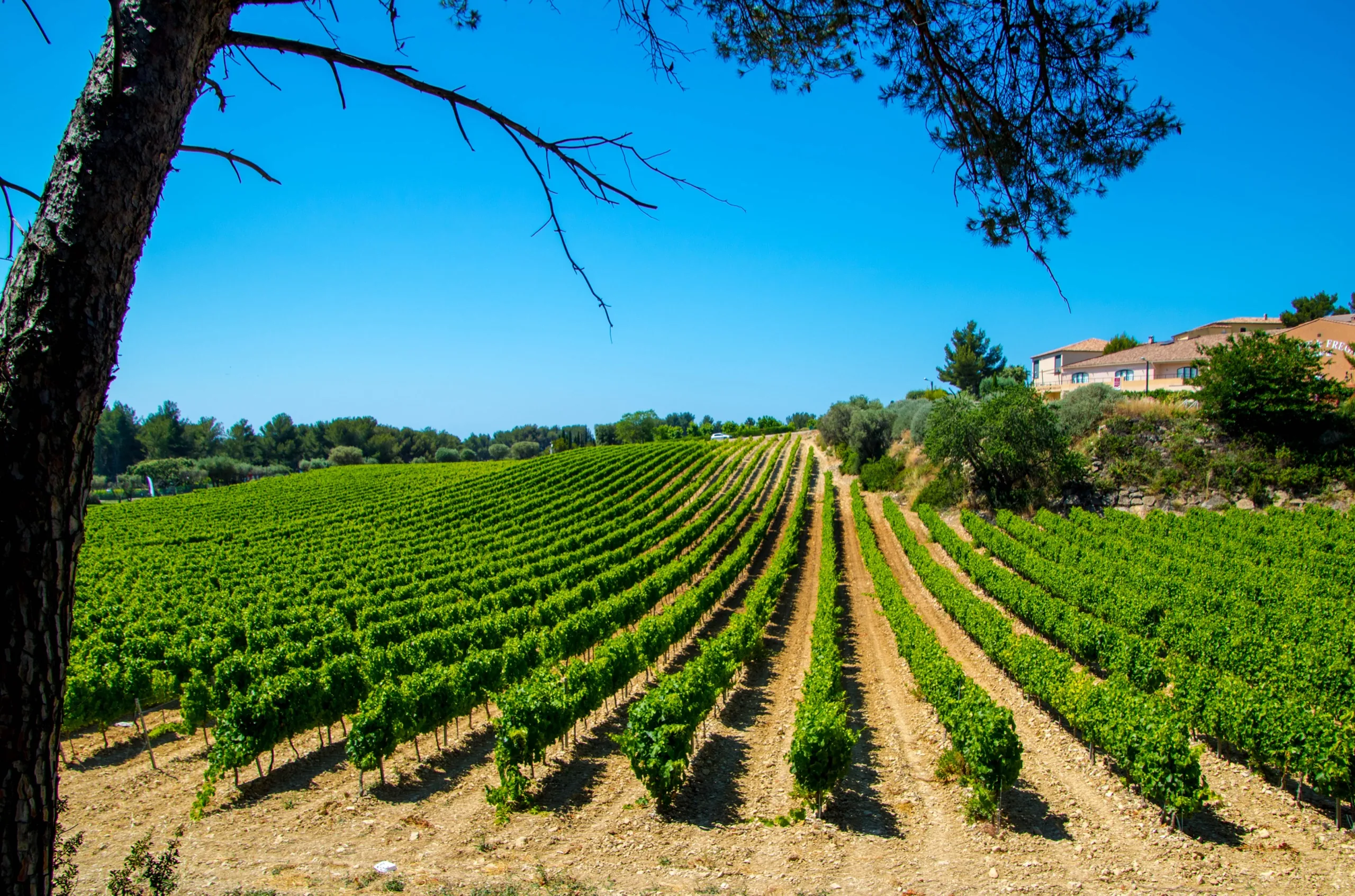 Bandol